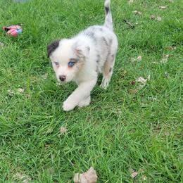 Lillipup - Blue merle female Australian Shepherd puppy in Kenosha, Wisconsin from Out of this World Aussies