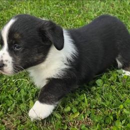 Miranda - Black and white female Cardigan Welsh Corgi puppy in Larsen, Wisconsin from Pondside Kennels