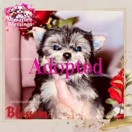 Blossom-Adopted - Black and gold female Yorkshire Terrier puppy in Asheville, North Carolina from Miniature Blessings