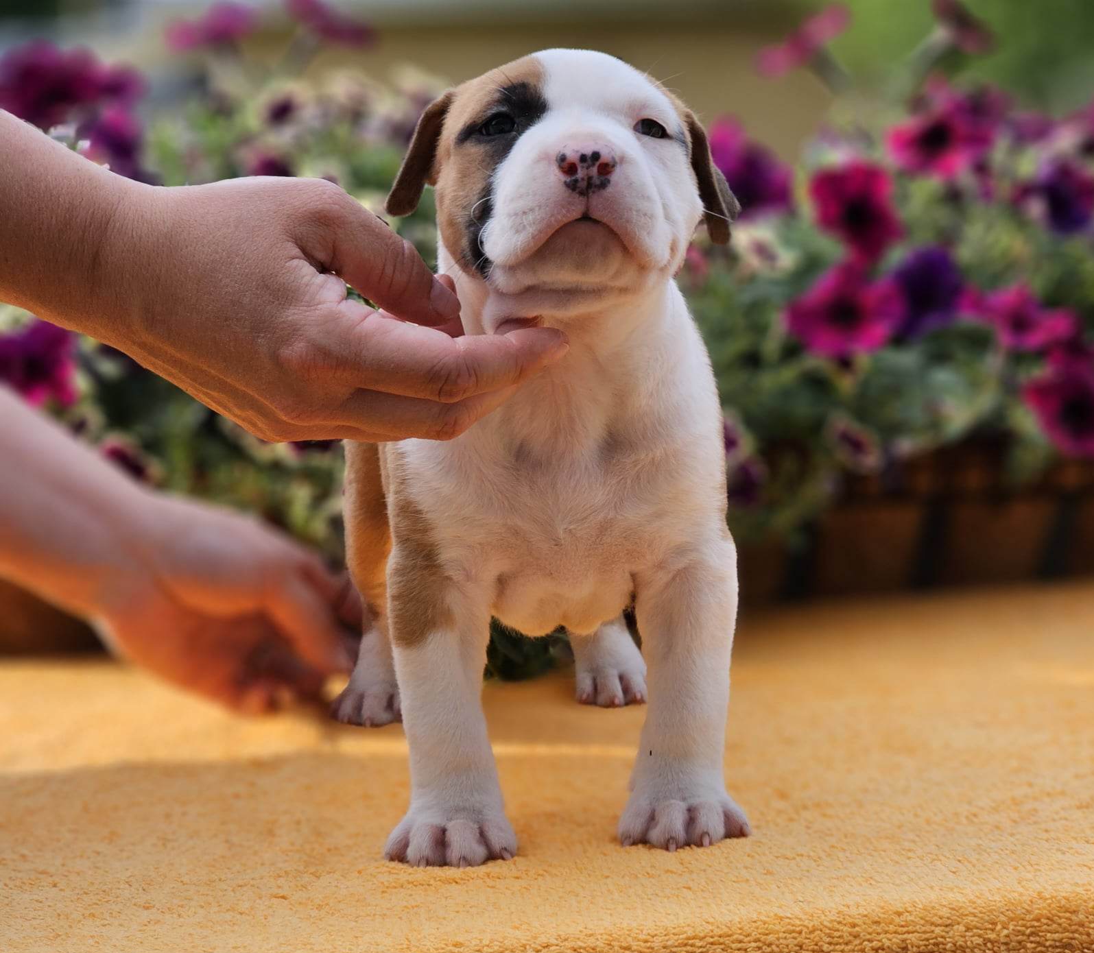 Girl 4 - American Staffordshire Terrier puppy in Springfield, Illinois from Prairieland Kennels