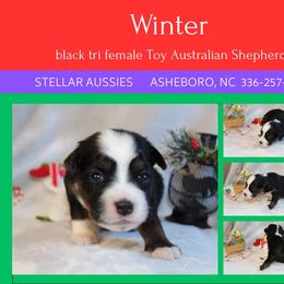 Winter - Black female Toy Australian Shepherd puppy in Asheboro, North Carolina from Stellar Aussies