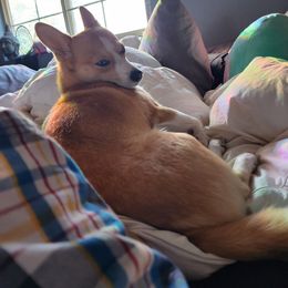 DiDi - American Corgi