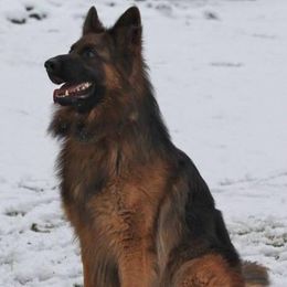 Bronx - German Shepherd