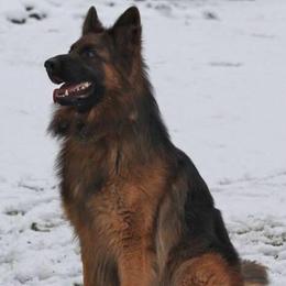 Bronx - German Shepherd