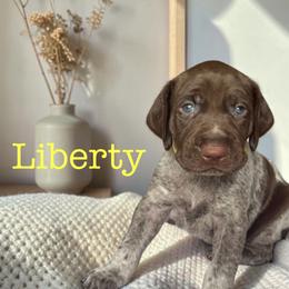 Liberty - Liver roan female German Shorthaired Pointer puppy in Polk City, Florida from Yates’ GSP