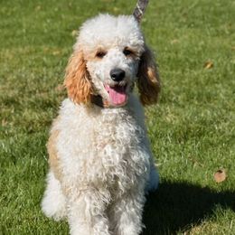 Coco - Poodle
