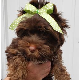 Girl 1 - Chocolate and tan female Yorkshire Terrier puppy in Marion Station, Maryland from Anna's Yorkie Treasures