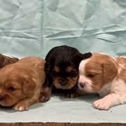 Cavachon puppies from Cute, Colorado Cavachons