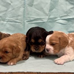 Cavachon puppies from Cute, Colorado Cavachons