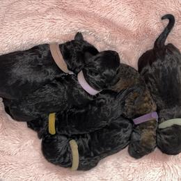 Goldendoodle, Miniature Schnauzer, and Poodle Puppies from 501Doodles