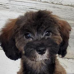Turbo - Phantom male Goldendoodle puppy in Saint Cloud, Florida from Rising Star Kennels