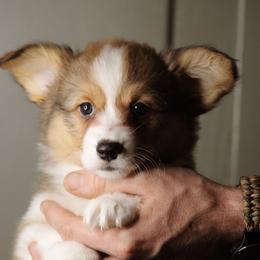 Hannah - Sable female Pembroke Welsh Corgi puppy in South Otselic, New York from Ridge Top Corgis