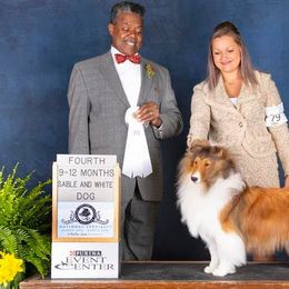 Shetland Sheepdogs from Kailyn Shelties