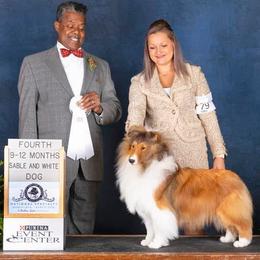 Shetland Sheepdogs from Kailyn Shelties