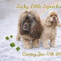 Cocker Spaniel puppies from Down in the Holler