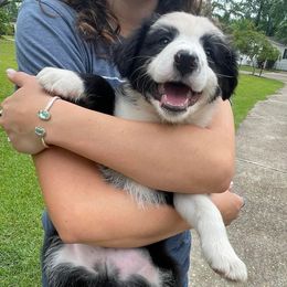 Border Collie Puppies from On Q Border Collies