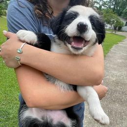 Border Collie Puppies from On Q Border Collies