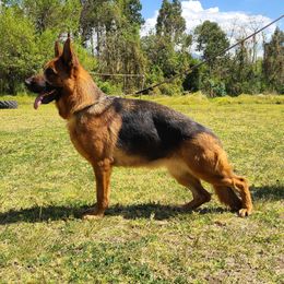 Queeny - German Shepherd