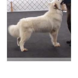 Melania - White female Alaskan Malamute puppy in Louisburg, North Carolina from Rockin' Maples Malamutes