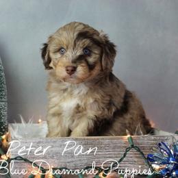 Aussiedoodle Puppies from Blue Diamond Puppies