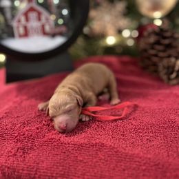 Linus - Apricot male Cavapoo puppy in Englewood, Ohio from Hart’s Cavapoos