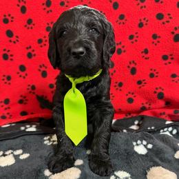 Miles - Black male Double Doodle puppy in Mineola, Texas from ETX Dandy Doodle