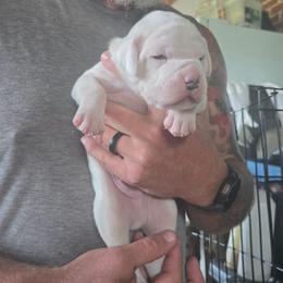Peter - White male American Bulldog puppy in Abita Springs, Louisiana from Slumski's Bulldogs