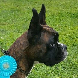 Elsa - Boxer
