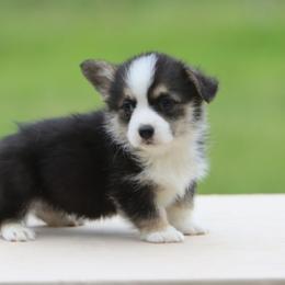 Labrador Retriever and Pembroke Welsh Corgi Puppies from White Star Corgis