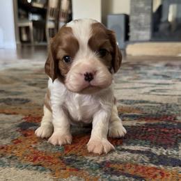 Dottie - Blenheim female Cavalier King Charles Spaniel puppy in Oakley, California from Caloobanan Cavaliers