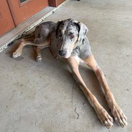 Moon - Merle female Great Dane puppy in Corsica, Pennsylvania from Ferguson Family Danes LLC