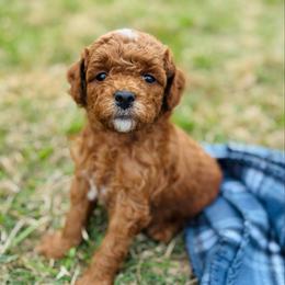 Duke - Red  male Goldendoodle puppy in Wharton, Texas from Little Fur Friends