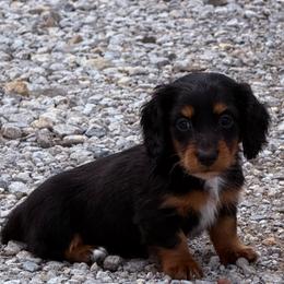 Duncan - Black and tan male Dachshund puppy in Chelsea, Oklahoma from Elite Puppies of Oklahoma, LLC