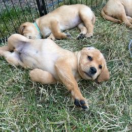 Betsy Ross - Yellow female Labrador Retriever puppy in Cheney, Washington from Loudon's Labradors