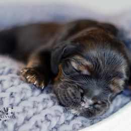Cocker Spaniel Puppies from K & M Home Kennels