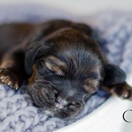 Cocker Spaniel Puppies from K & M Home Kennels