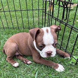 B. Red Male - Red male Boston Terrier puppy in Mc Donough, Georgia from Ballard Boston Terriers