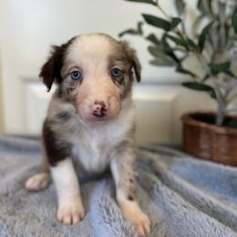 Tortellini - White and red merle female Bordoodle puppy in Valley Center, California from Circle R Valley Bordoodls