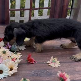 Black and Cream Wirehair Female - Black and cream female Dachshund puppy in Killeen, Texas from Southern Dachshunds