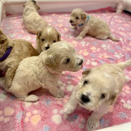 Maltipoo puppies from Amanda Tsoi - Golden Maltipoo Pups
