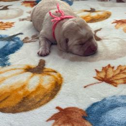 Peach collar - Yellow female Labrador Retriever puppy in Big River, California from Cozy Acres Farm Labradors