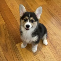 Violet - Pembroke Welsh Corgi puppy from Pluperfect