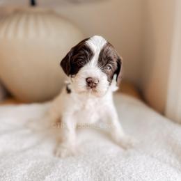 Mahal - Love litter - Chocolate male Australian Labradoodle puppy in Syracuse, Indiana from The Doodle Cove