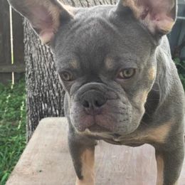 French Bulldogs from HarlingenFrenchies956