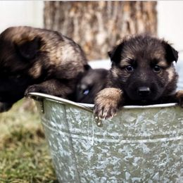 German Shepherd All Grown Up from Haus Morales German Shepherds