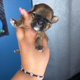 CKC Kazzi - Sable female Shih Tzu puppy in Roseville, Michigan from Diamond Paws LLC