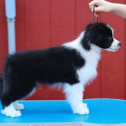 AKC Grand Champion Sired (BM2) - Black male Border Collie puppy in Noble, Oklahoma from CheckItOut Border Collies