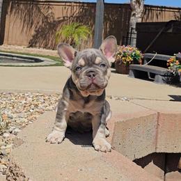 Elroy - Blue male French Bulldog puppy in Lakeside, California from True Joy French Bulldogs