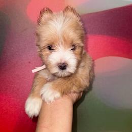 Ivory - Tan and white female Yorkshire Terrier puppy in Flowood, Mississippi from Prissy PawPals
