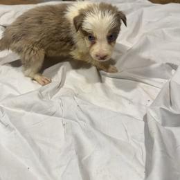 M1 - Red merle male Border Collie puppy in Meridian, Mississippi from Border Hollow Border Collies